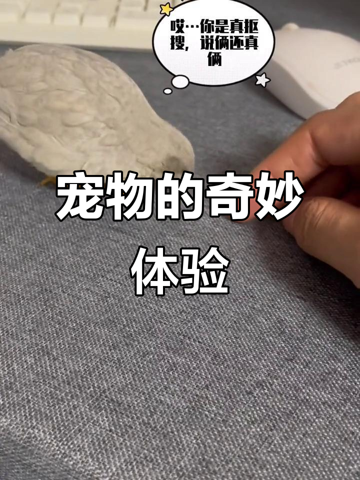 拥有一只随时召唤的宠物鸡，生活会变得多么有趣！