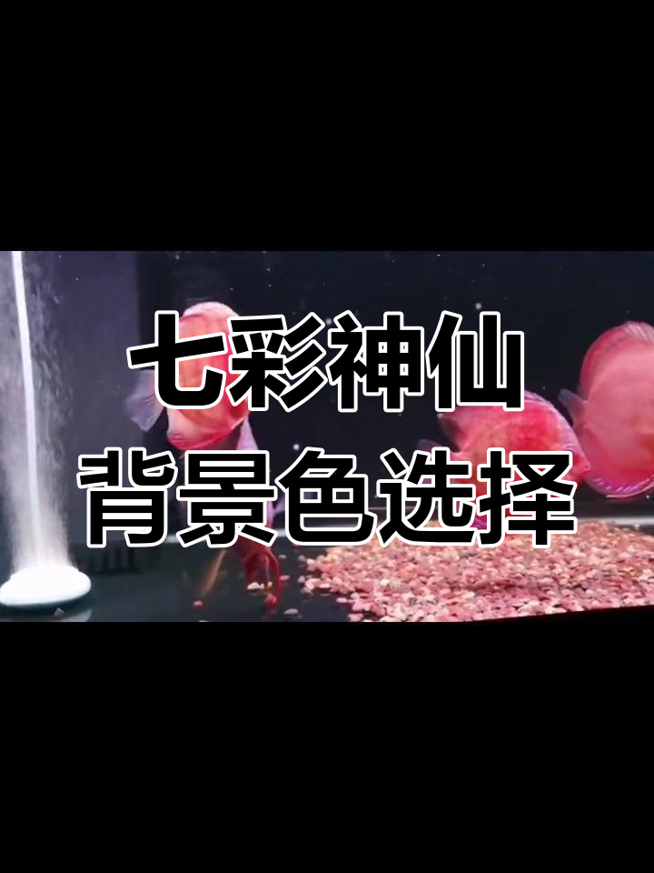 七彩神仙鱼背景选黑色还是白色?这几点你必须知道
