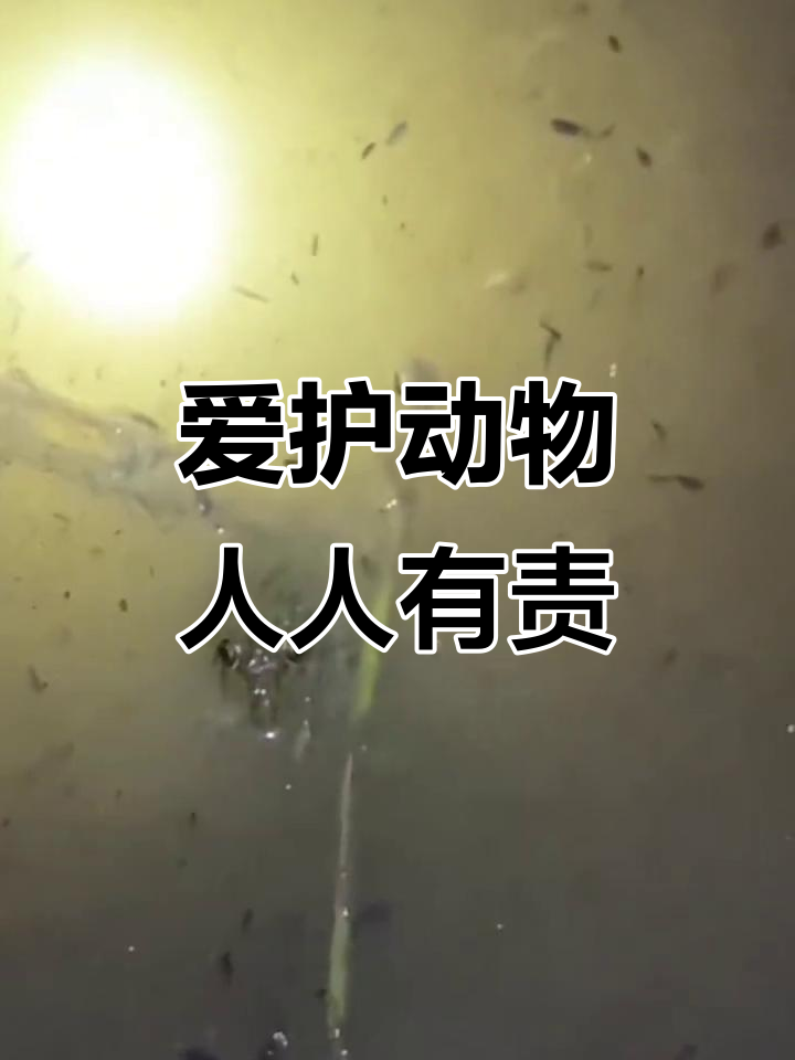 田鸡叫声萌翻了,保护动物从我做起!