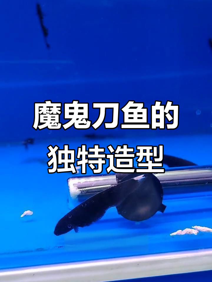 魔鬼刀鱼：形似羽毛的奇特观赏鱼，游动方式超任性