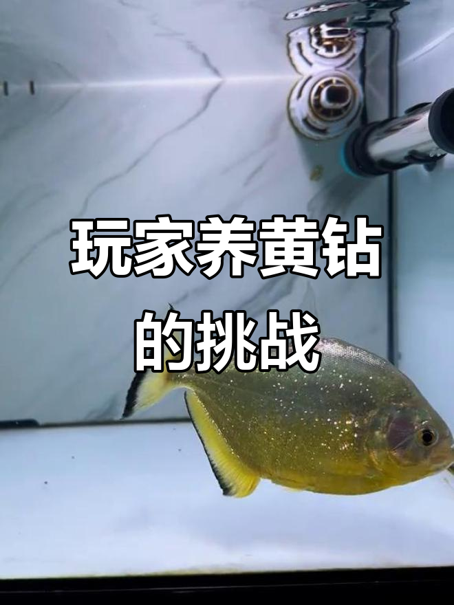 黄钻鱼自由跳缸,饲养水平差异大