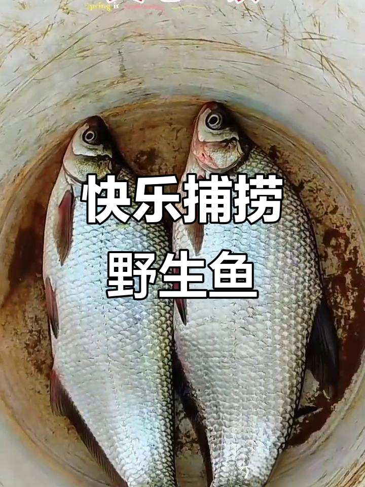 河边撒网捕鱼,纯野生乐趣多
