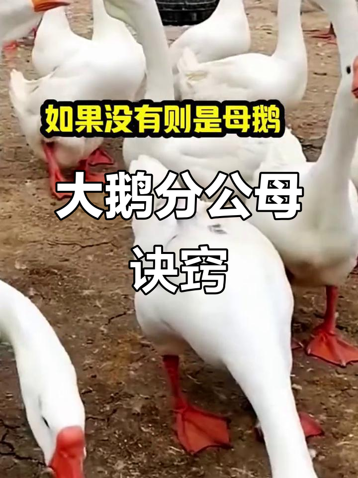 如何分辨大鹅公母?学会这些技巧轻松搞定