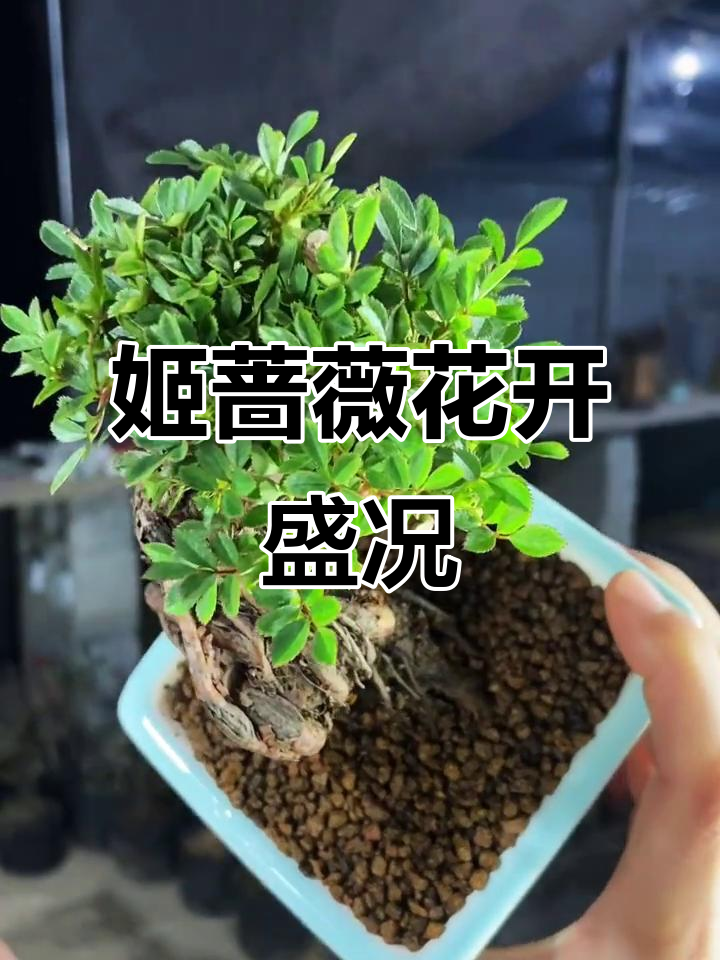 韩国姬蔷薇盆景,花朵爆开惊艳全场