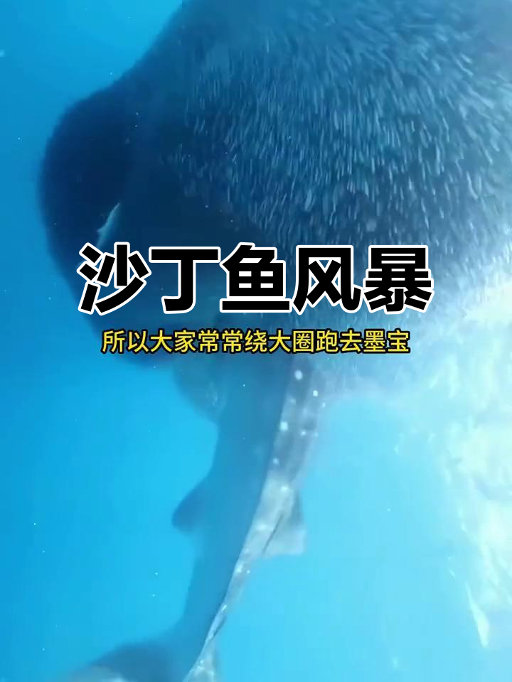 宿雾除了鲸鲨，沙丁鱼风暴同样令人陶醉