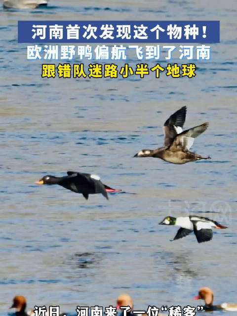 「河南首次发现这个物种!野鸭跟错队迷路了小半个地球」近日,河南来了一位“稀客”——丝绒海番