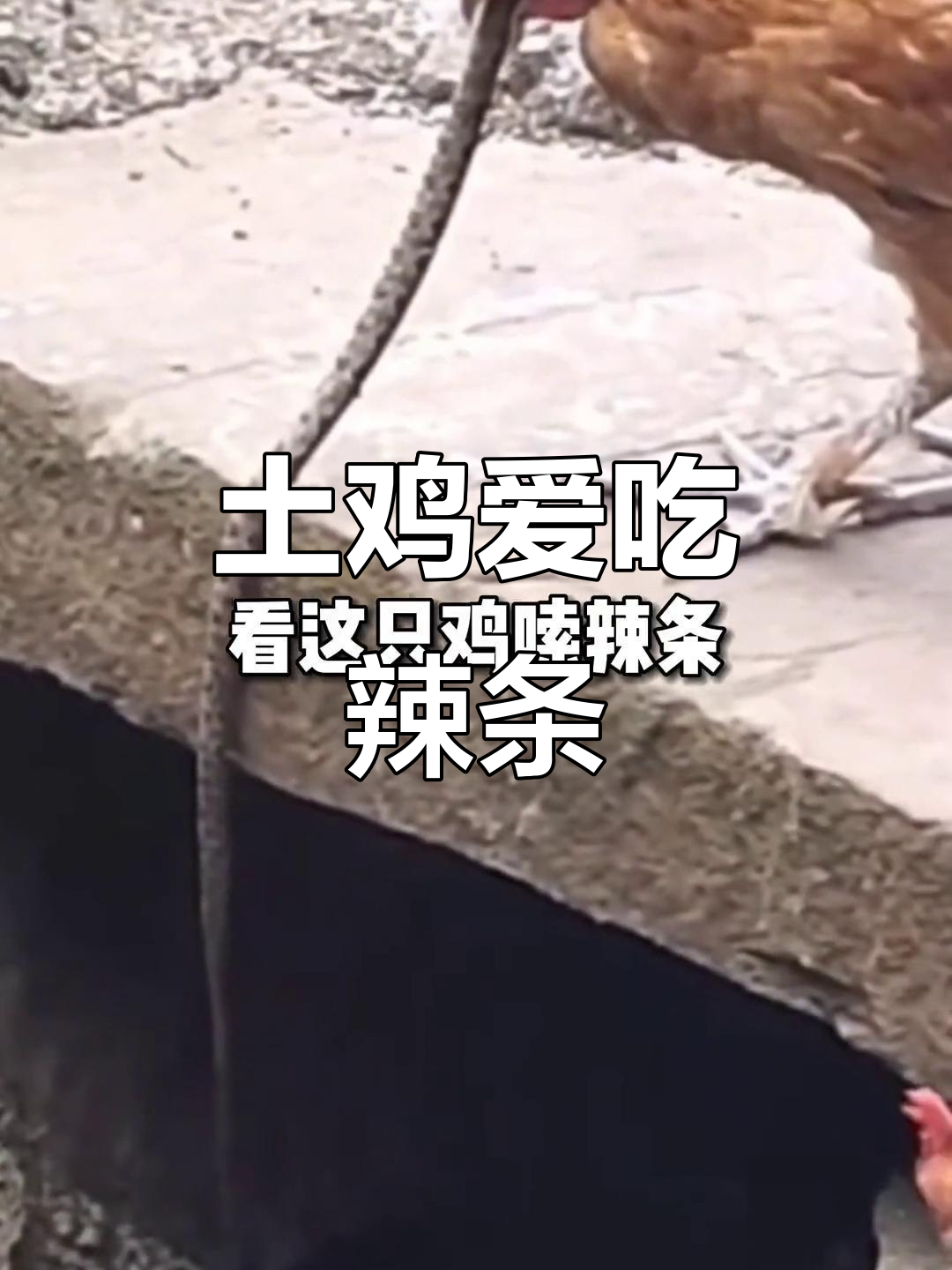 七爷这只土鸡也爱辣条,吃得不亦乐乎