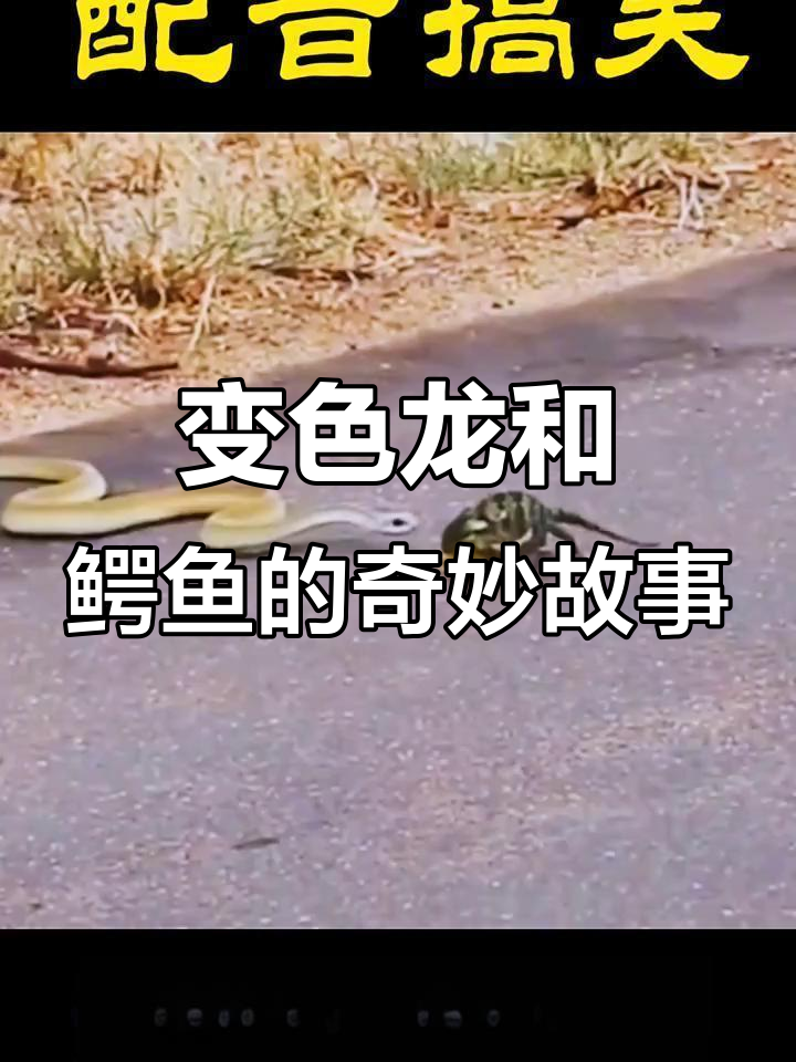 变色龙与鳄鱼的“兄弟情”，吃鱼还是被吃的命运