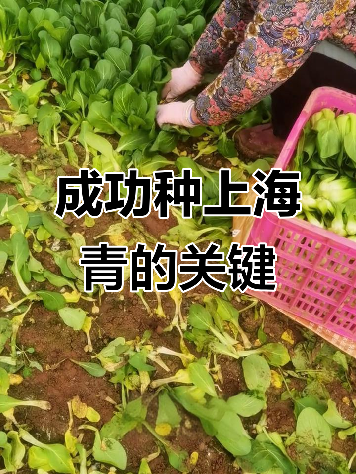 上海青种植技巧:从播种到管理的全攻略