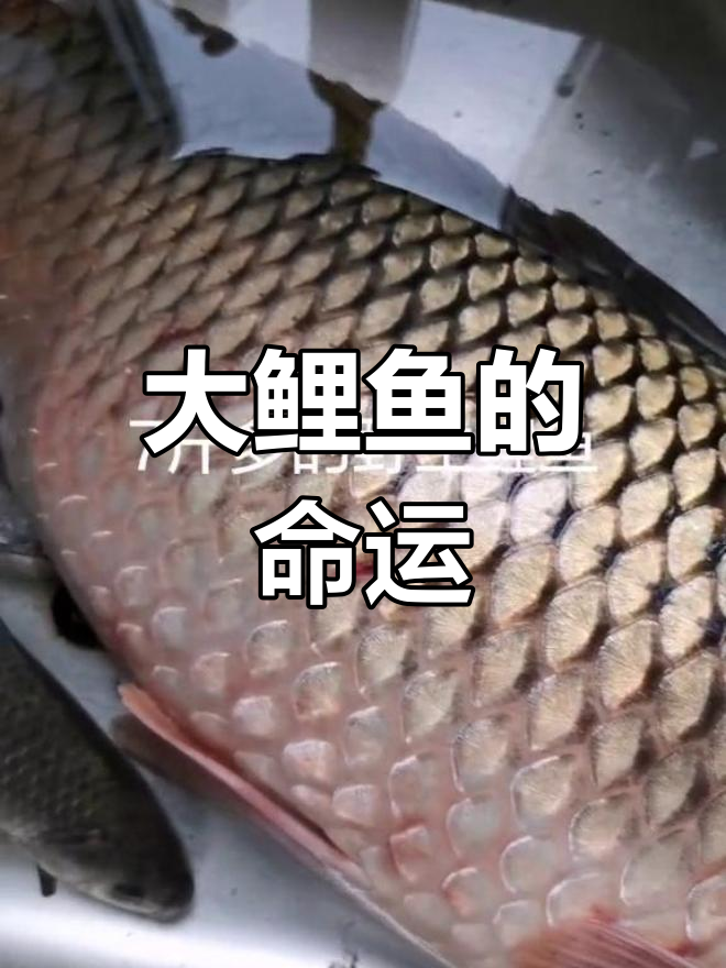 朋友送来巨型鲤鱼,55厘米长,决定先让它自由生活