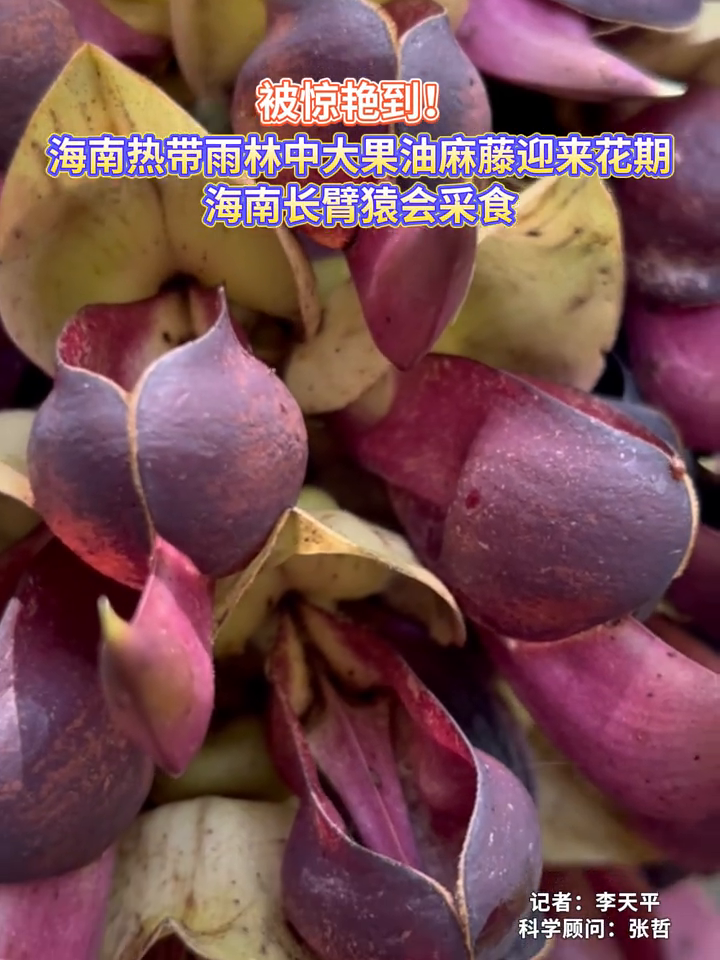 海南热带雨林中大果油麻藤迎来花期,海南长臂猿会采食
