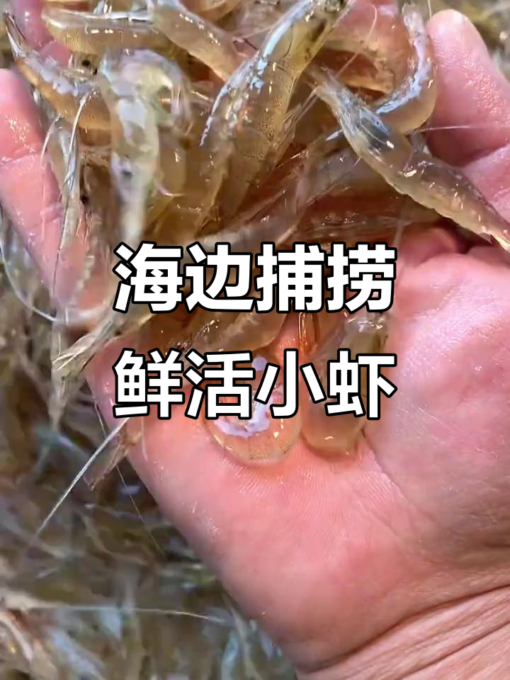 连云港海边捕捞新鲜小白虾,速冻海白虾美味来袭