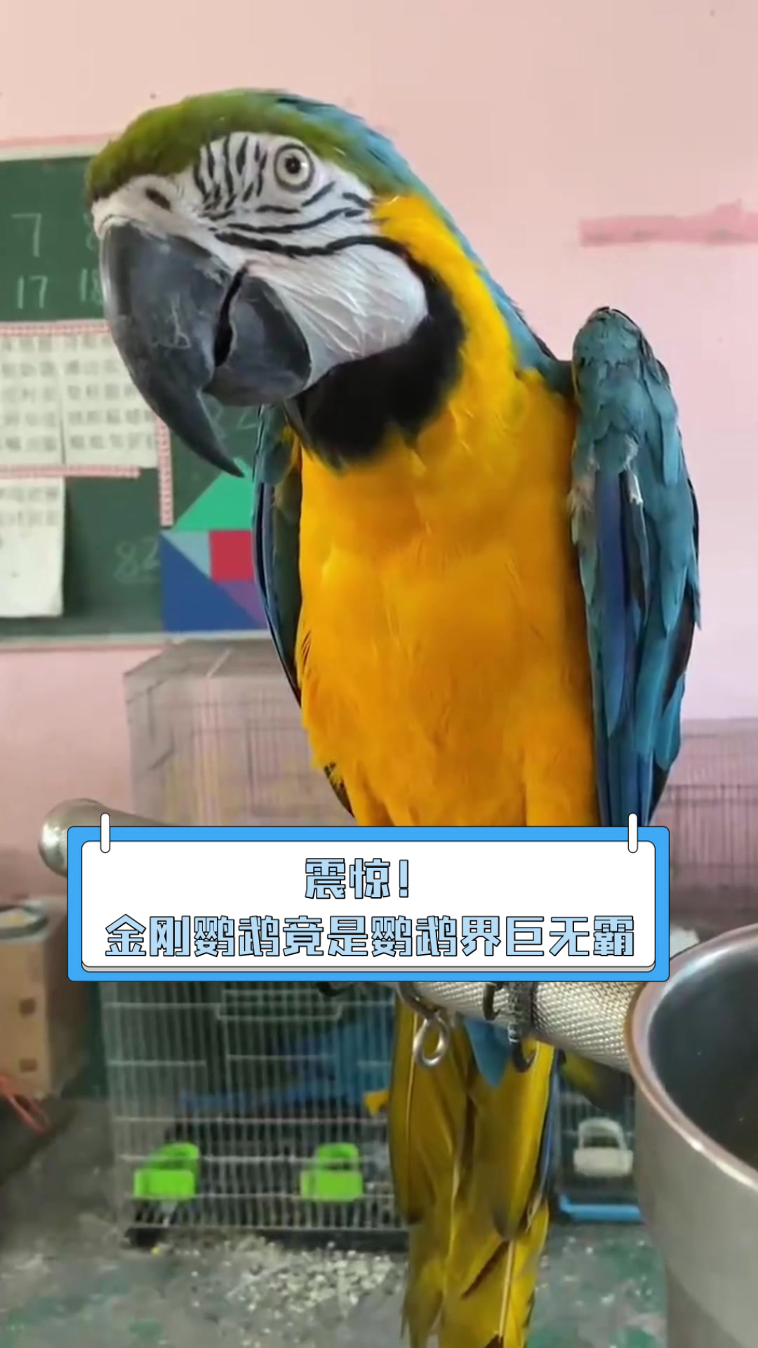 震惊!金刚鹦鹉竟是鹦鹉界巨无霸