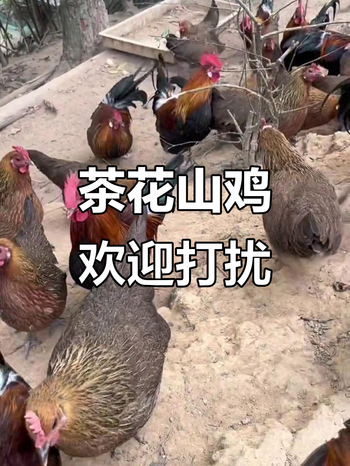 小种白耳茶花山鸡,公母都有,生态放养让你更亲近自然