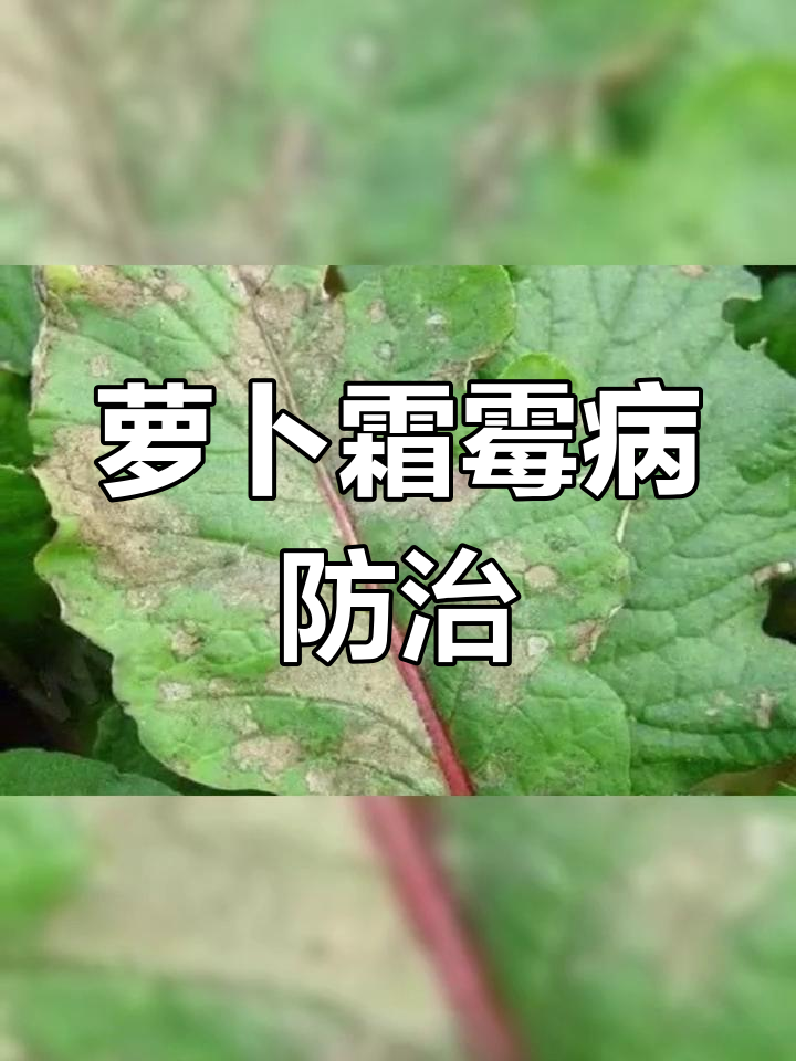 萝卜霜霉病症状与防治方法
