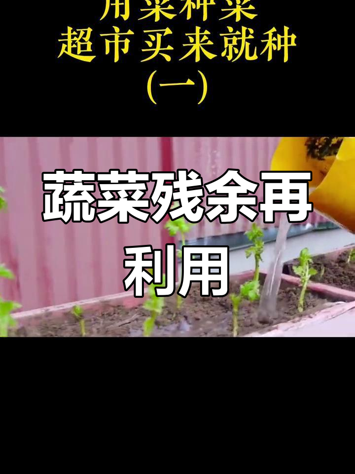利用蔬菜边角料,轻松种出再生菜园