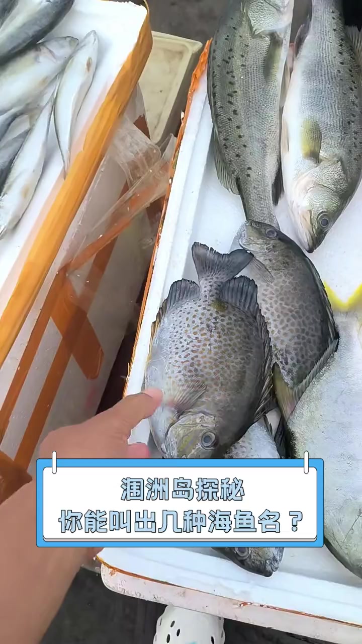 涠洲岛探秘,你能叫出几种海鱼名?