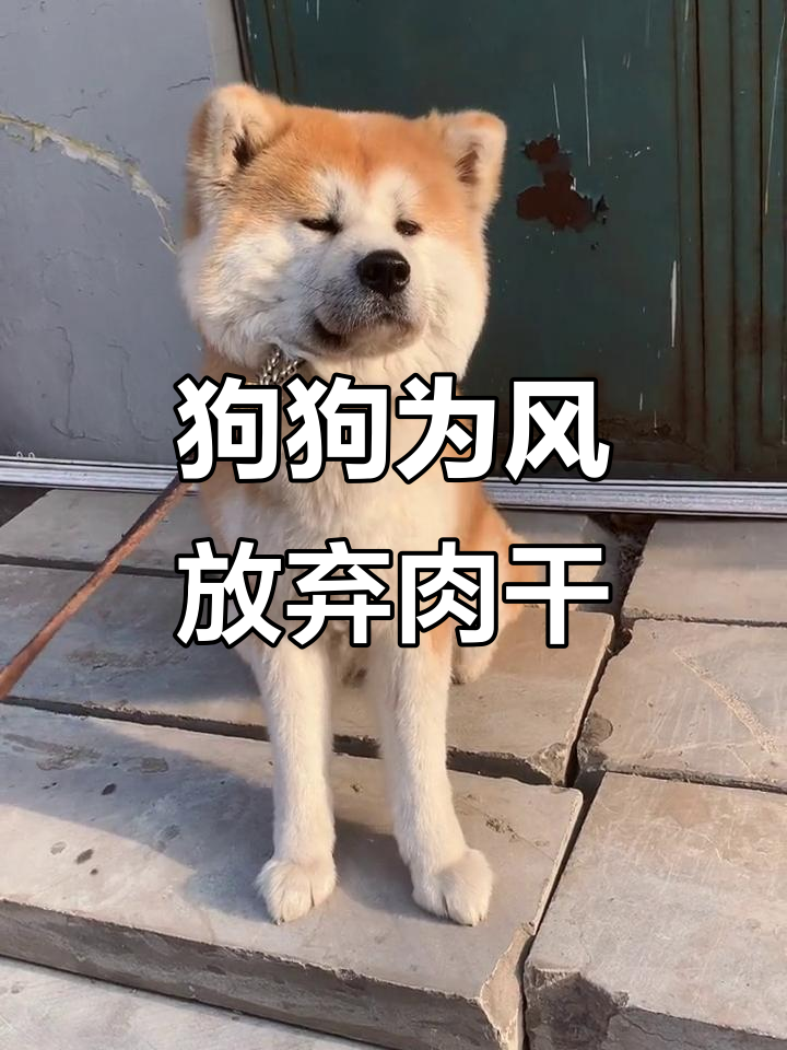 小秋田犬为了多吹一分钟风,竟然放弃小肉干!