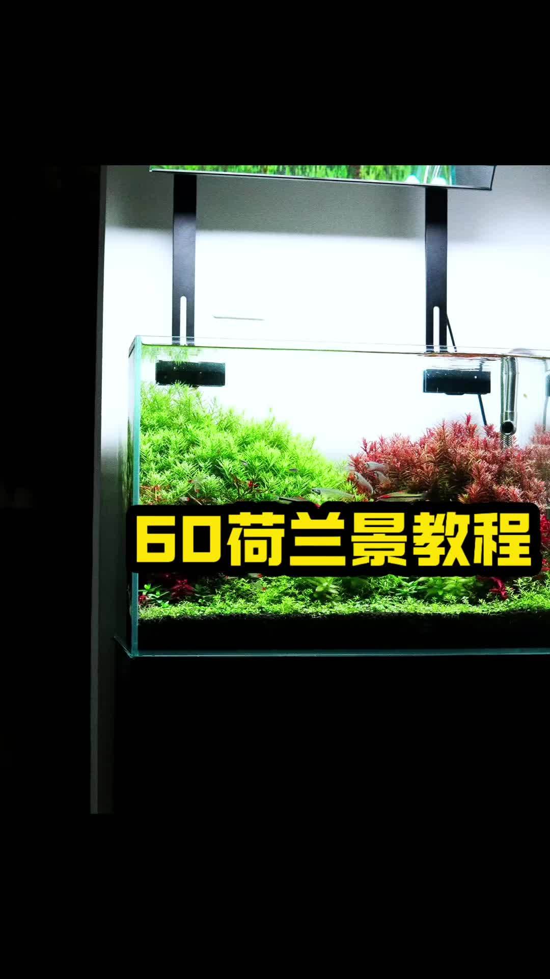 60荷兰景水草缸小教程来一波~ 想抄作业或者想被抄的评论区来一波~ 水族 养鱼 水草缸 造