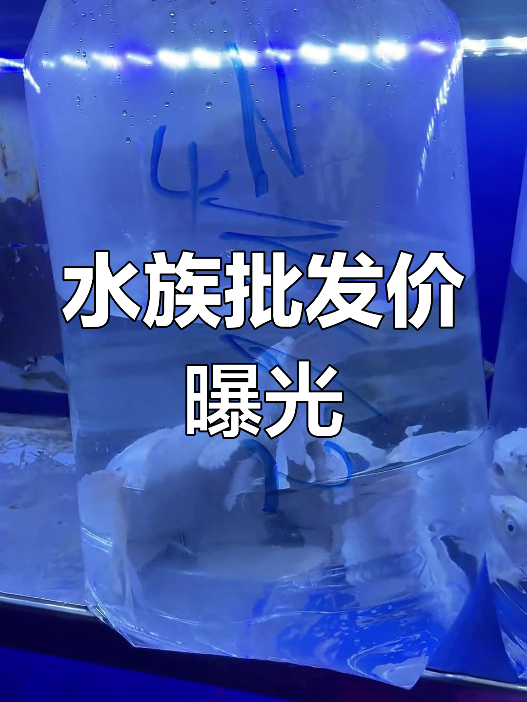 水族批发市场价格揭秘,鲨鱼、虎鱼超值进货