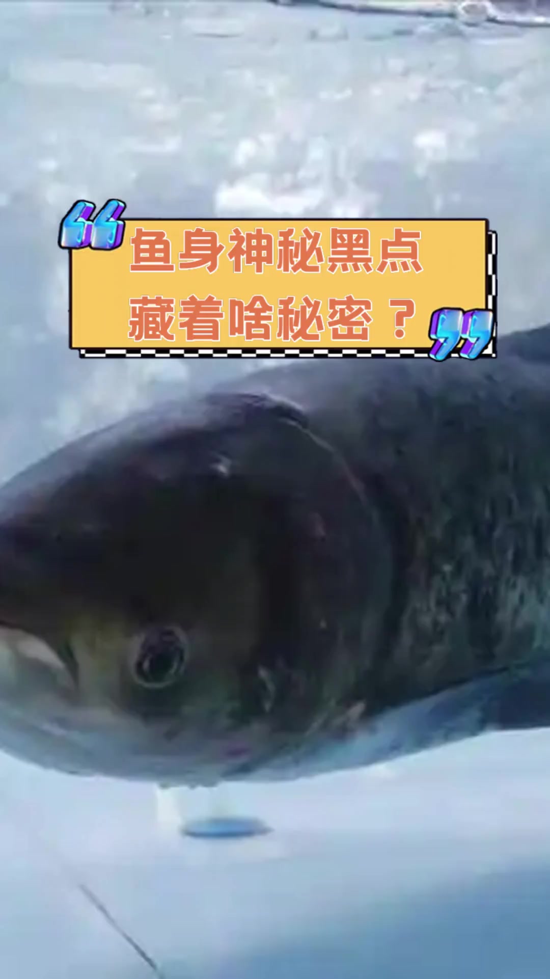鱼身神秘黑点,藏着啥秘密?