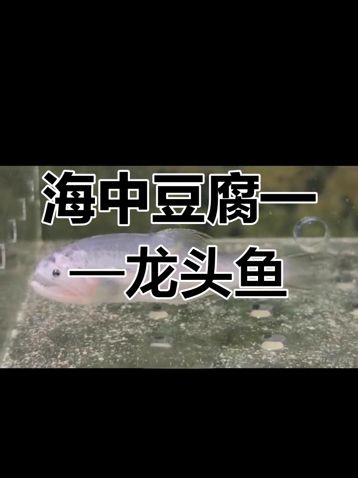 龙头鱼:海底豆腐般的神秘美味,肉食性鱼类揭秘
