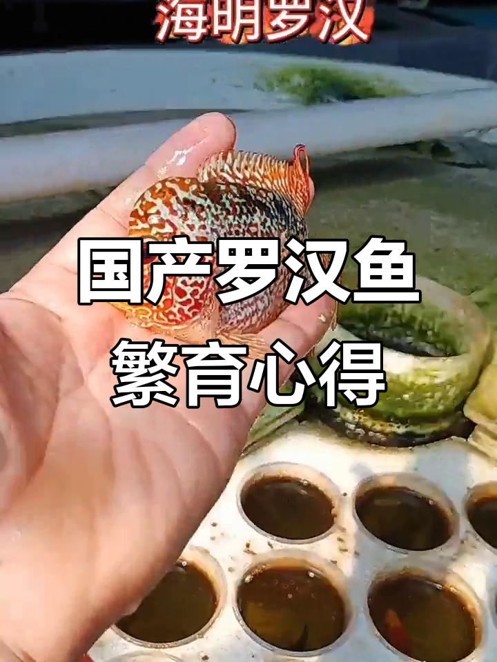 罗汉鱼繁殖技巧大揭秘，火凤包头白籽品质如何？