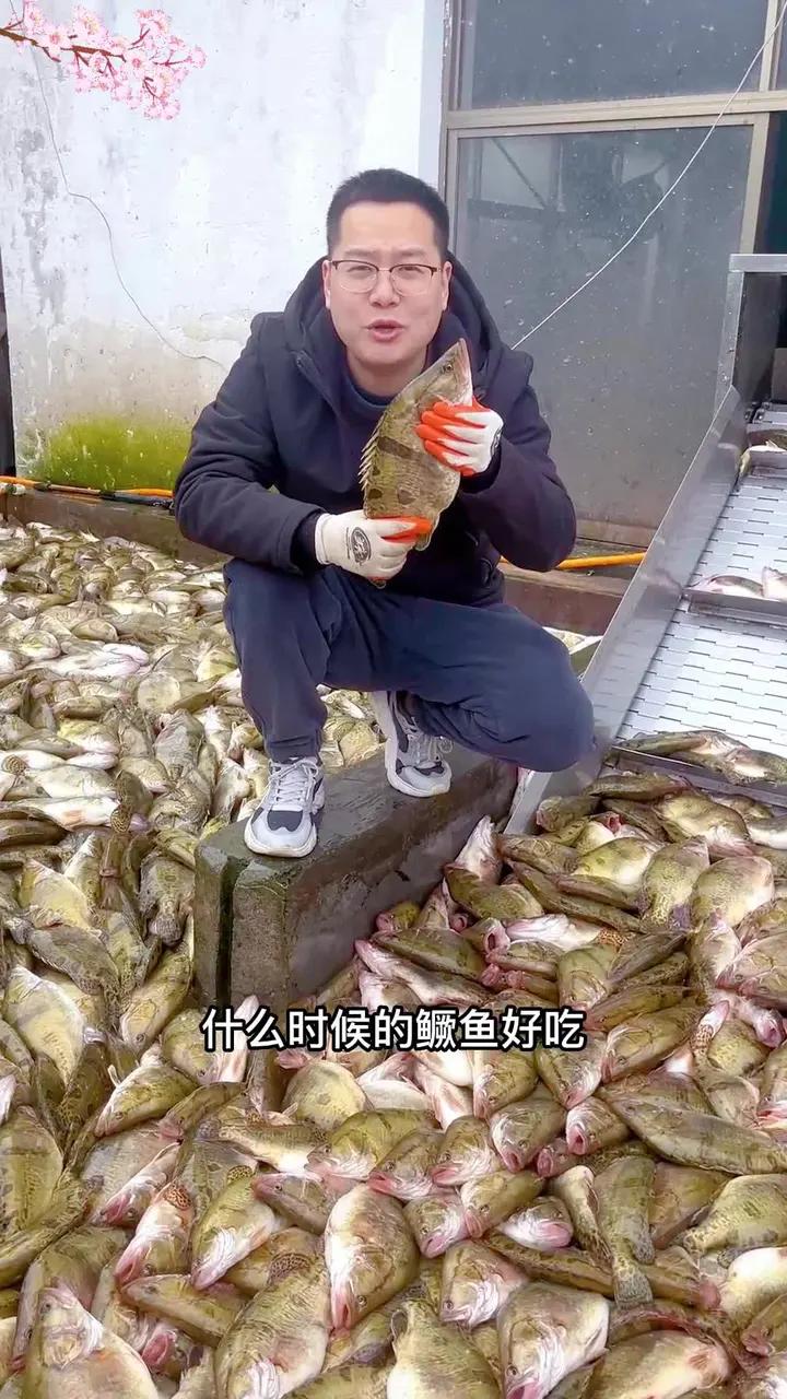 桃花流水鳜鱼肥,什么时候的鳜鱼好吃