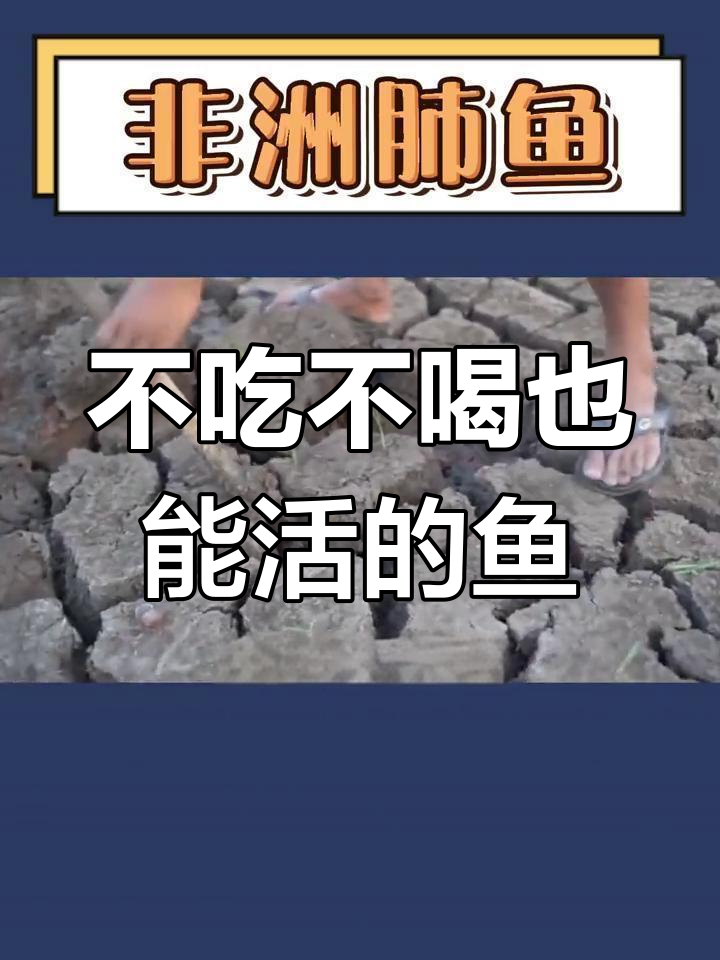 非洲肺鱼:能在土里活三年的神奇生物