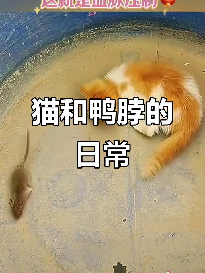 小猫咪与鸭脖的搞笑对话，冲动咬人引发大混乱