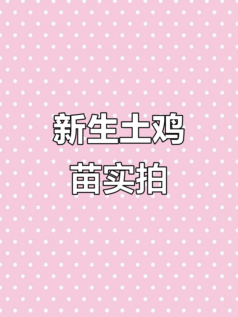 刚到孵化场半小时,土鸡苗活泼可爱
