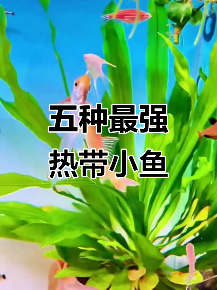 热带小型猛鱼大揭秘：五大攻击力最强的鱼类