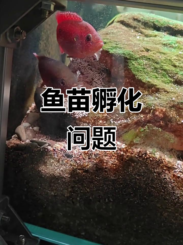 红宝石产卵了,小鱼多久孵化?过滤会吸走它们吗?