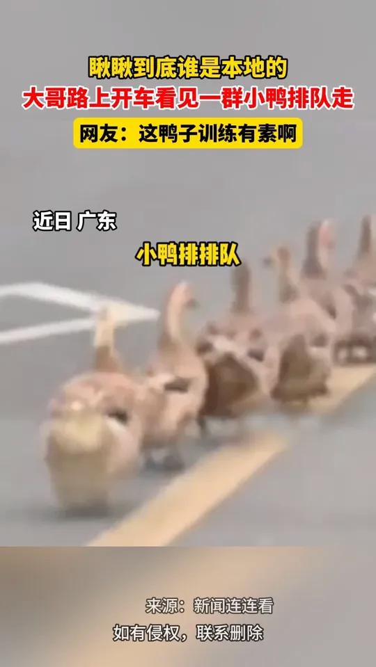 瞅瞅到底谁是本地的,大哥路上开车看见一群小鸭排队走,网友:这鸭子训练有素啊