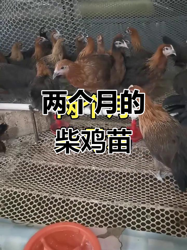 两个月柴鸡苗成长记,萌态十足