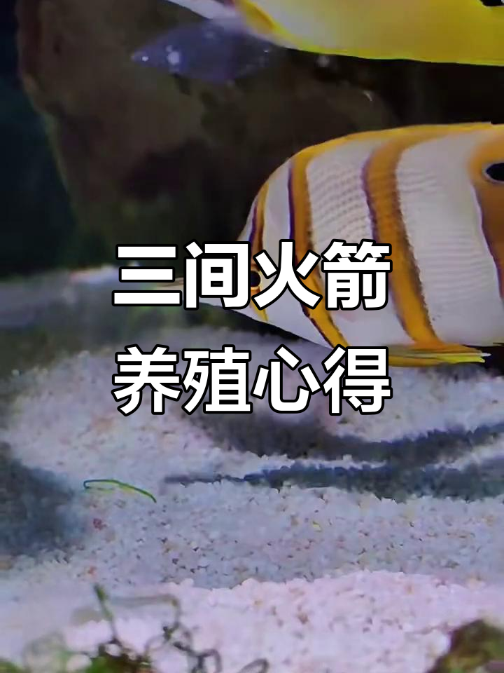 三尖火箭饲养经验分享:开口难,但值得尝试