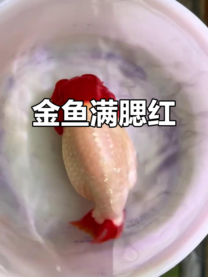 兰寿金鱼腮红满满,十二红惊艳登场
