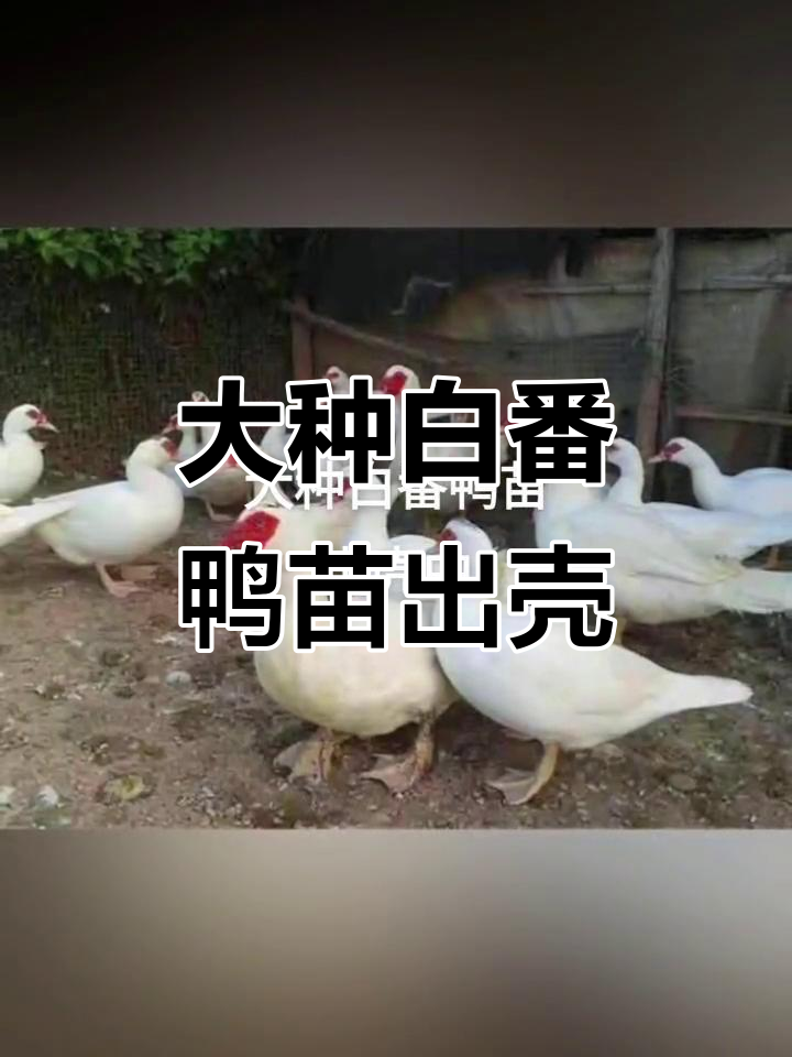 6000羽大种白番鸭苗出壳,全国发货,批发脱温鸡鸭鹅苗