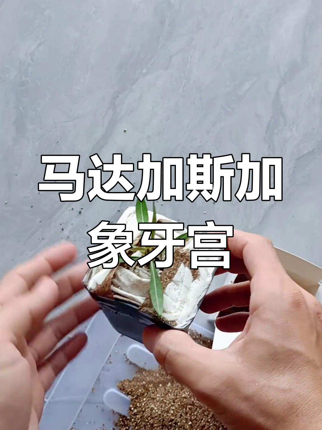 来自马达加斯加的神奇植物,象牙宫揭秘