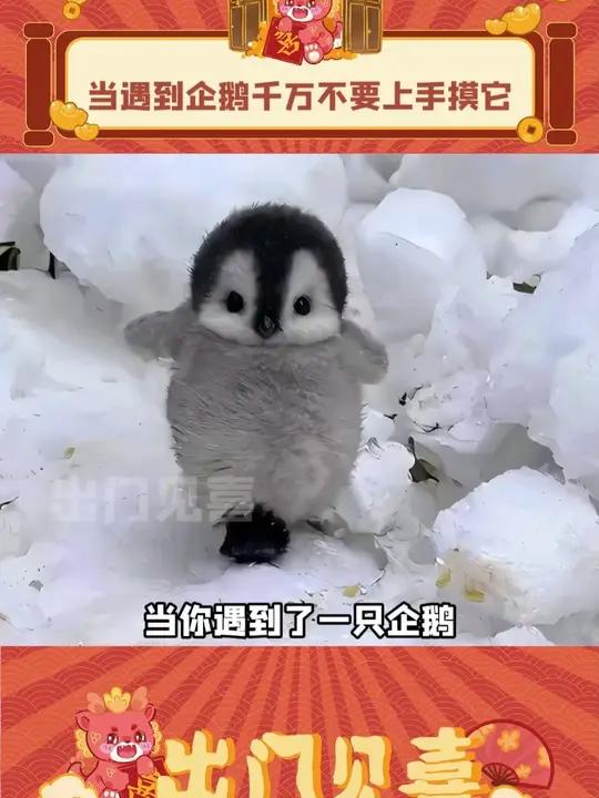 原来企鹅会把我们当成同类!