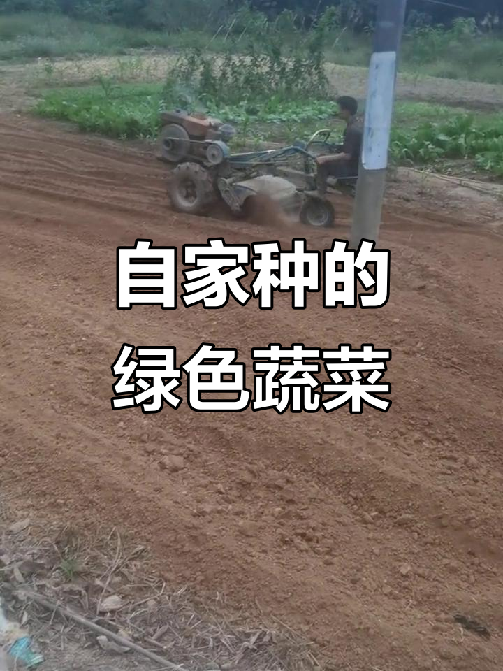 农村自种青菜,健康又美味!