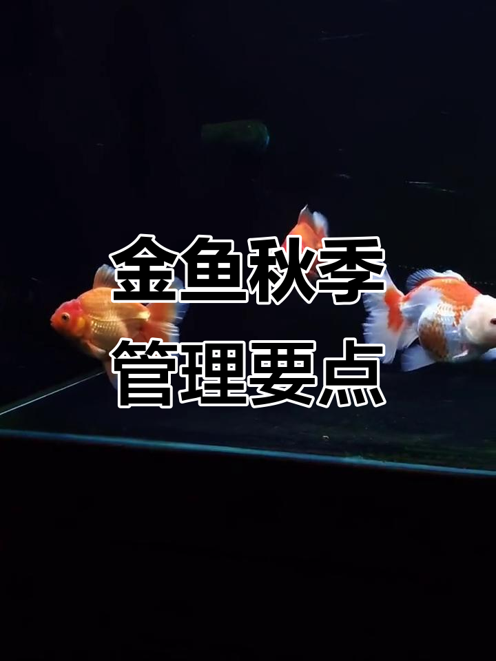 秋季金鱼管理全攻略:如何避免鳃部寄生虫爆发