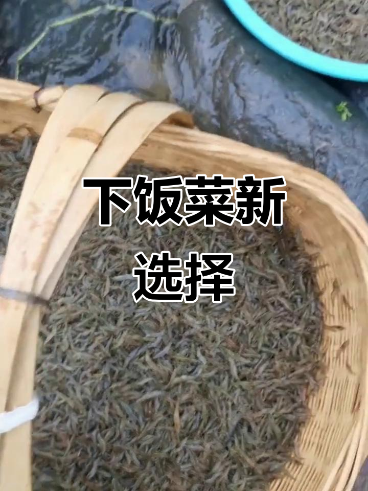 新鲜活鱼虾,干煎炒炸皆美味,下饭绝佳
