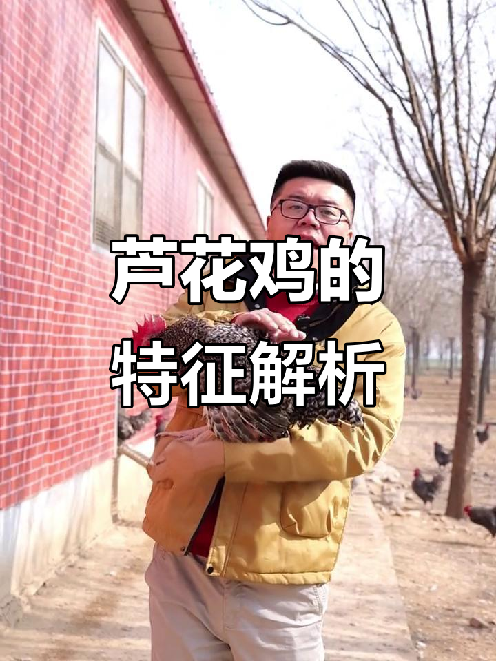 芦花鸡的特点与养殖技巧，了解纯正汶上芦花鸡的魅力