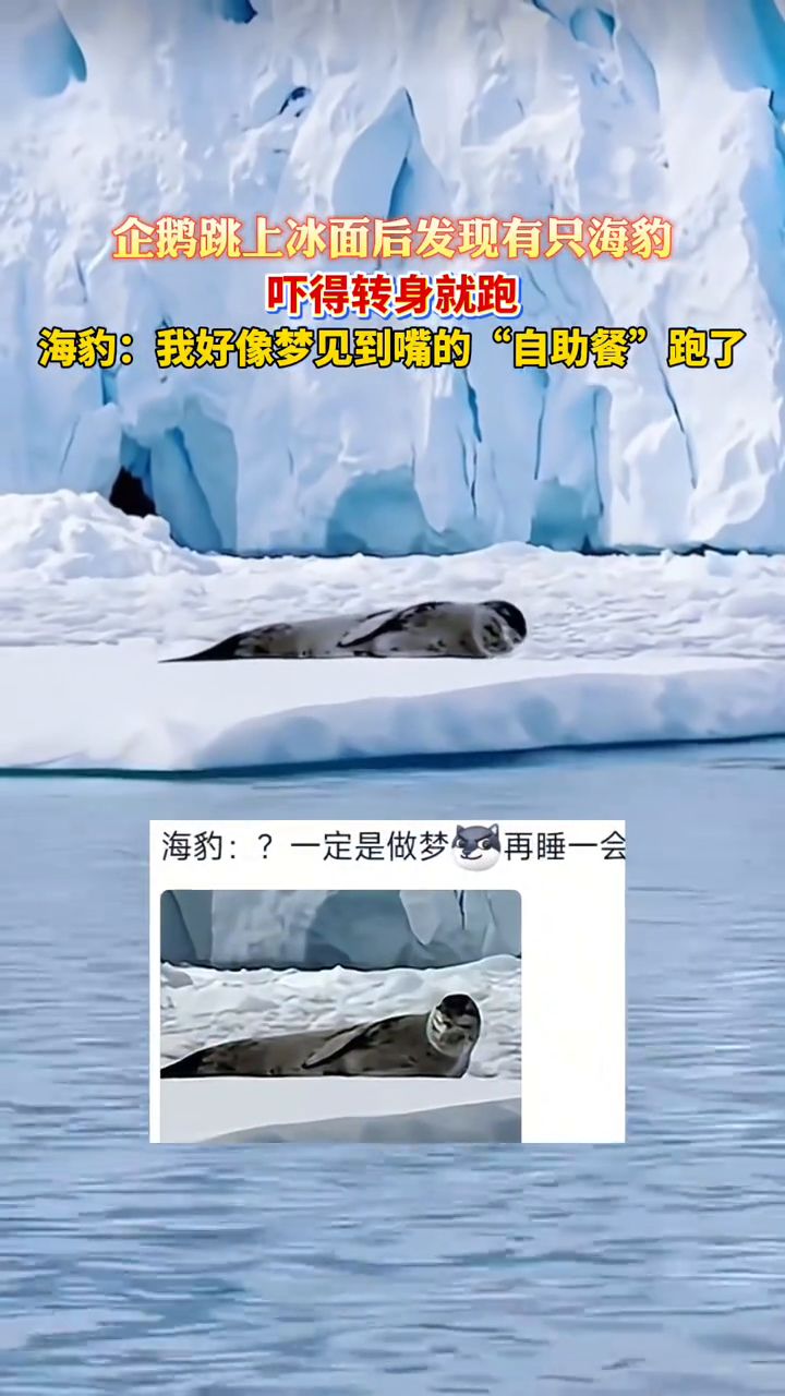 企鹅跳上冰面后发现有只海豹,吓得转身就跑