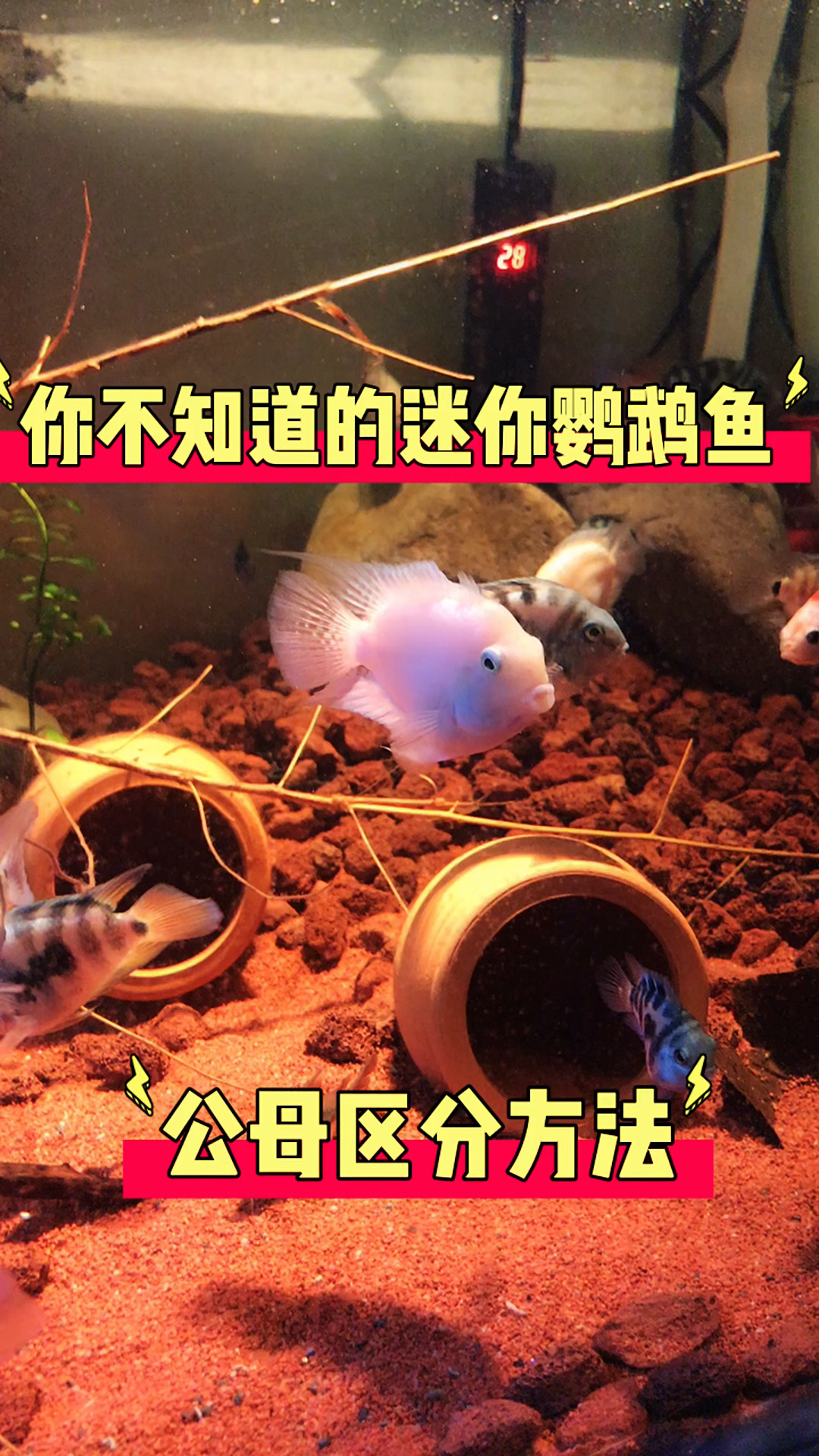 迷你鹦鹉鱼如何分公母