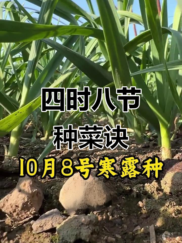 蔬菜种植最佳时机,二十四节气种菜全攻略