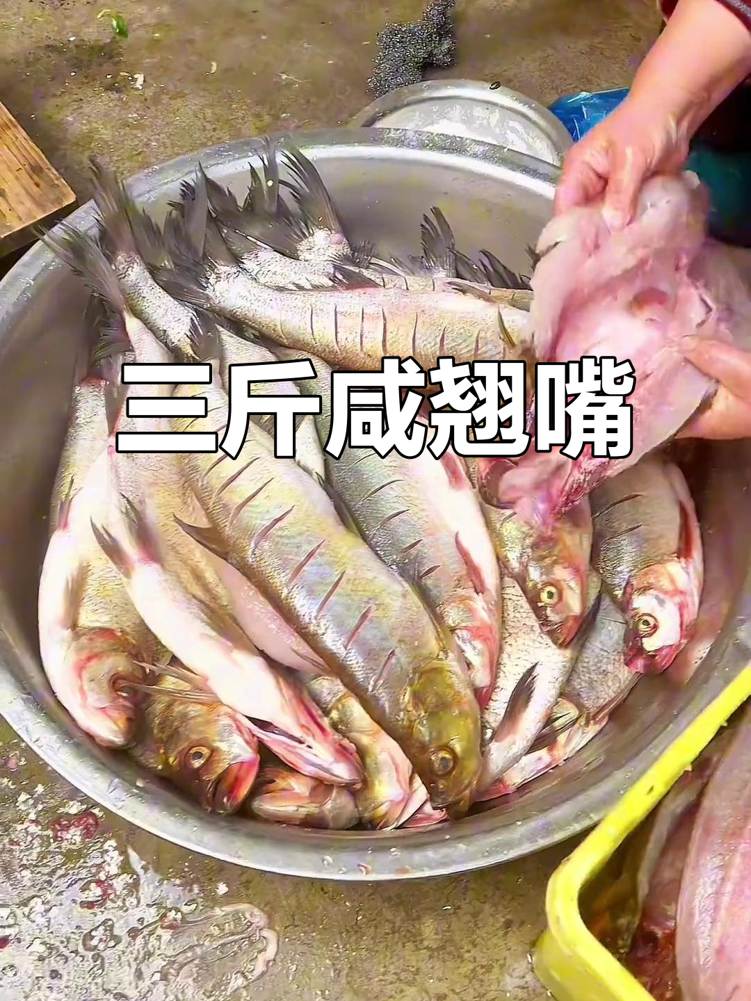 咸鱼翘嘴鱼,三斤重超鲜美!