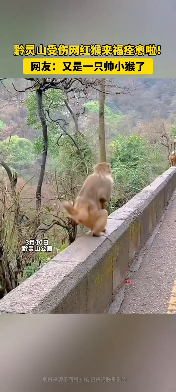 黔灵山受伤网红猴来福痊愈啦!网友:又是一只帅小猴了