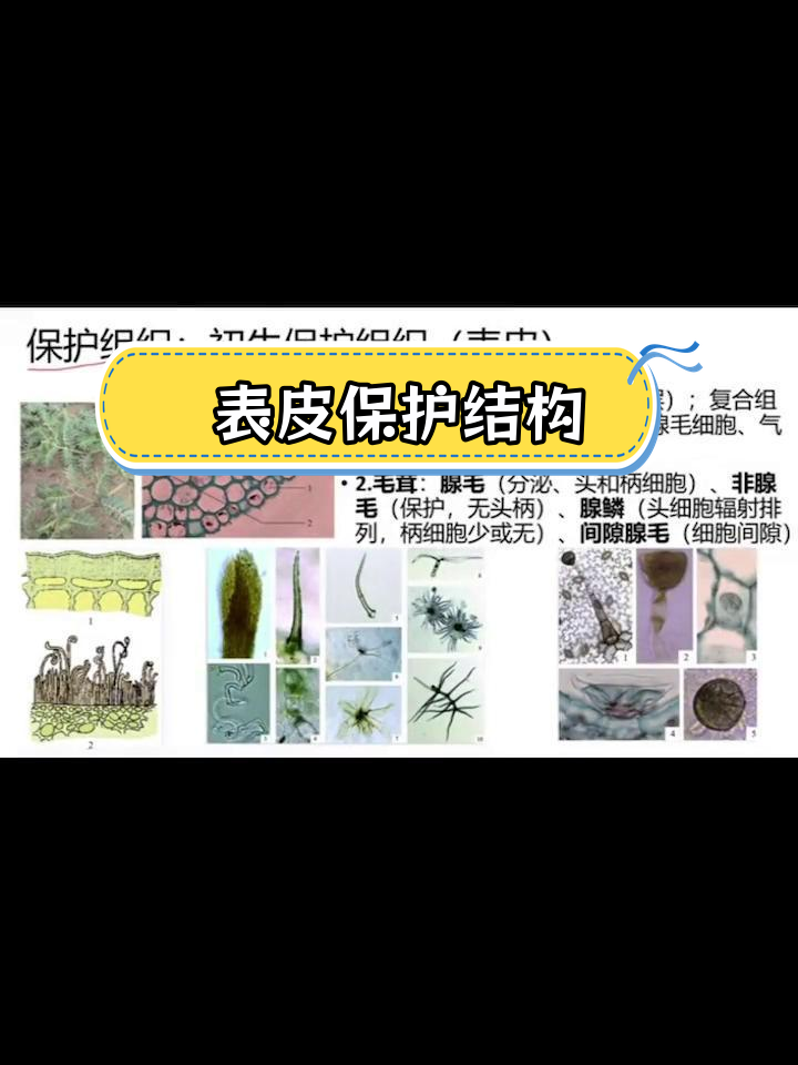 表皮与腺毛的结构功能